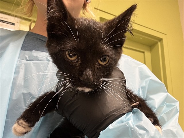 Shelter Stray Male Cat last seen Near BLOCK CEDAR ST, PUEBLO CO 81004, 4600 Eagleridge Pl, Pueblo, CO 81008, USA