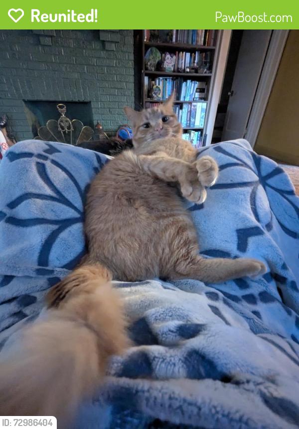 Reunited Male Cat last seen E. Washington and N Arlington, Indianapolis, IN 46219