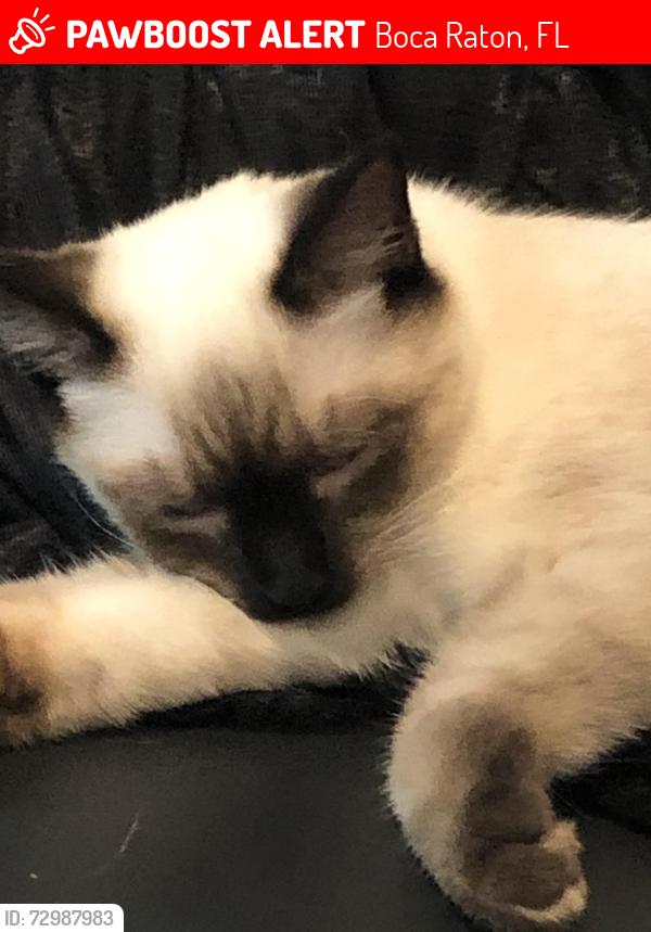 Lost Female Cat last seen Boca south / Heatherwood (Sw 18th st), Boca Raton, FL 33486