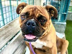 Shelter Stray Male Dog last seen , 11361 W Pico Blvd, Los Angeles, CA 90064, USA