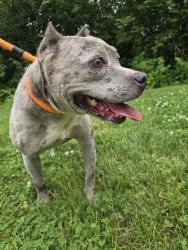 Shelter Stray Female Dog last seen BERKELEY,63121, 10521 Baur Blvd, Olivette, MO 63132, USA