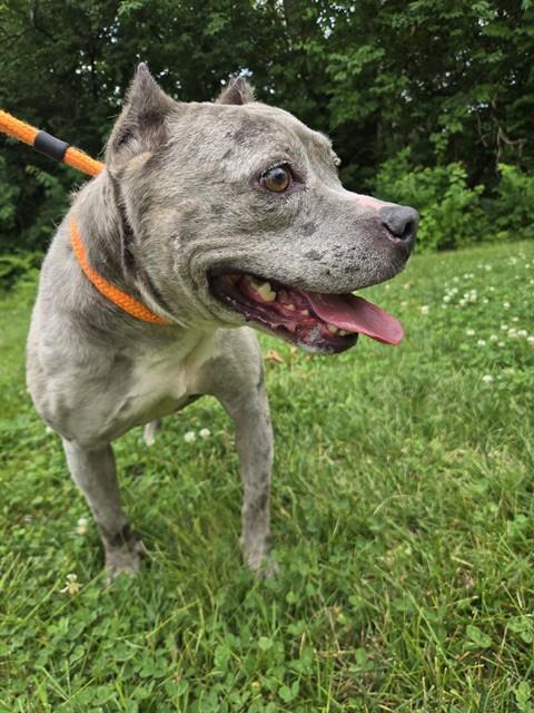 Shelter Stray Female Dog last seen BERKELEY,63121, 10521 Baur Blvd, Olivette, MO 63132, USA