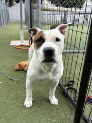 Shelter Stray Male Dog last seen , 11361 W Pico Blvd, Los Angeles, CA 90064, USA