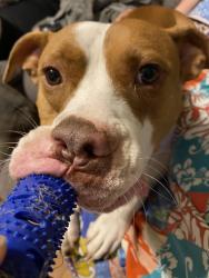 Lost Male Dog last seen Hickory hills, Murchison, TX 75778
