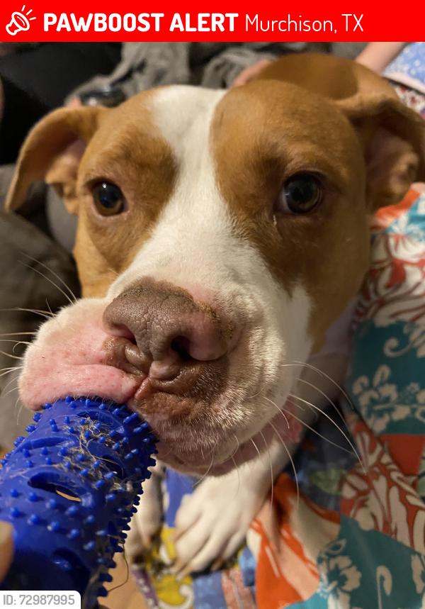 Lost Male Dog last seen Hickory hills, Murchison, TX 75778