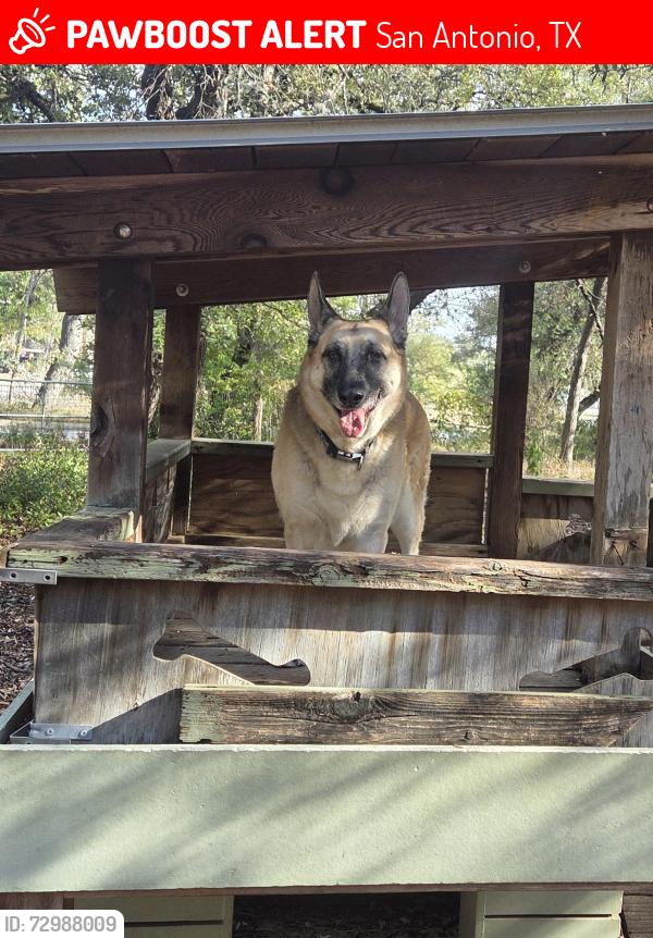 Lost Female Dog last seen Near Porterhouse, San Antonio, TX 78248