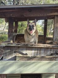 Lost Female Dog last seen Near Porterhouse, San Antonio, TX 78248