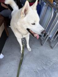 Reunited Unknown Dog last seen Shadow Mountain Road and Mt. Marty, Walnut, CA 91789