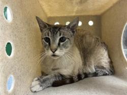 Shelter Stray Male Cat last seen Near BLOCK LINDEN ST, RENO NV 89502, 2825 Longley Ln Suite A, Reno, NV 89502, USA