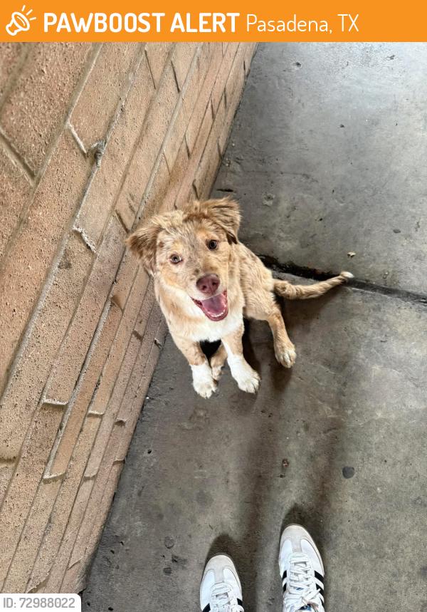 Found/Stray Unknown Dog last seen Near richey st, Pasadena, TX 77506