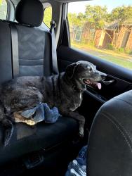 Reunited Male Dog last seen Roaring Springs Dr, Allen, TX 75002