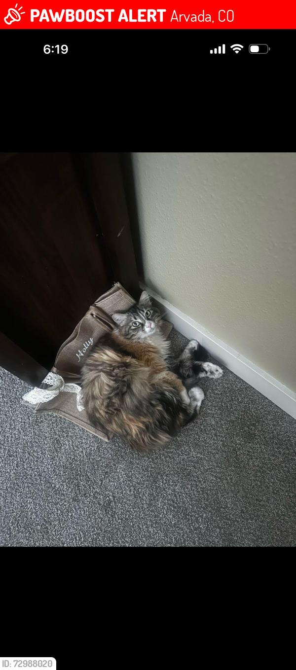 Lost Female Cat last seen Behind the Arvada cemetery , Arvada, CO 80003