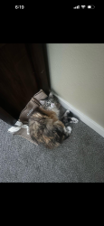 Lost Female Cat last seen Behind the Arvada cemetery , Arvada, CO 80003