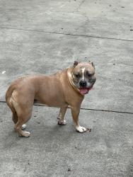 Found/Stray Female Dog last seen Sweeten Creek, to astonegate, Asheville, NC 28704