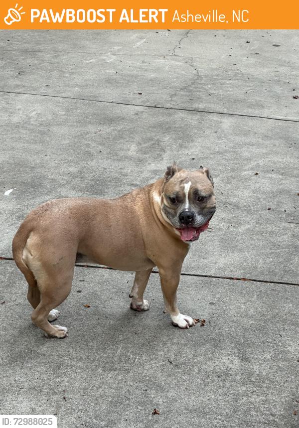 Found/Stray Female Dog last seen Sweeten Creek, to astonegate, Asheville, NC 28704