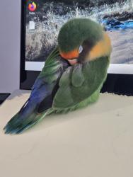 Lost Male Bird last seen Grande Poplar Circle, Plainfield, IL 60585