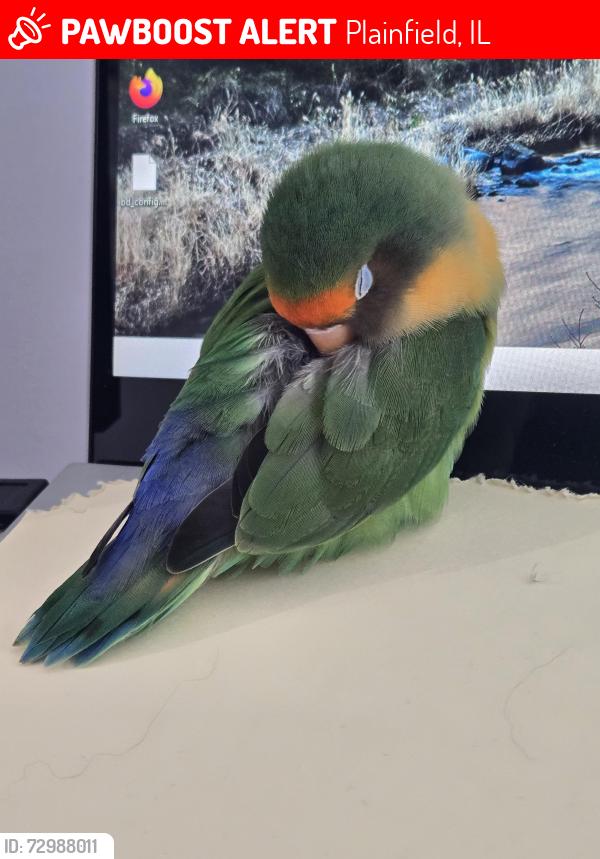 Lost Male Bird last seen Grande Poplar Circle, Plainfield, IL 60585