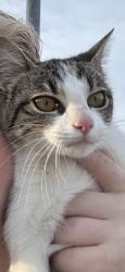Lost Female Cat last seen Wills way circle south, Lynchburg, MS 38680