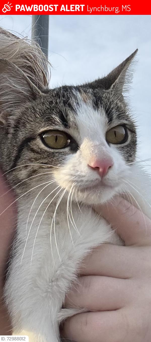 Lost Female Cat last seen Wills way circle south, Lynchburg, MS 38680
