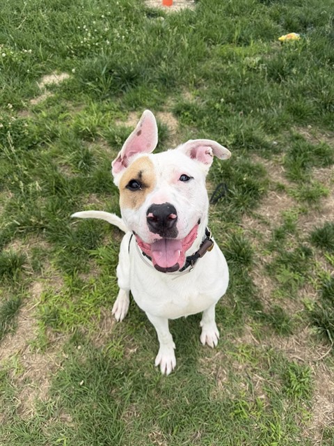 Shelter Stray Male Dog last seen Near BLOCK NORTHWESTERN PARKWAY, 3528 Newburg Rd, Louisville, KY 40218, USA
