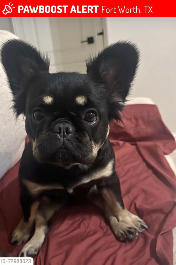 Lost Female Dog last seen Scoggins St , Fort Worth, TX 76114