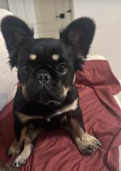 Lost Female Dog last seen Scoggins St , Fort Worth, TX 76114