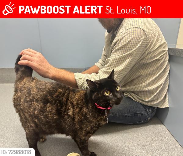 Lost Female Cat last seen Anchor and Starboard drive , St. Louis, MO 63123