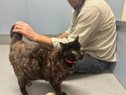 Lost Female Cat last seen Anchor and Starboard drive , St. Louis, MO 63123