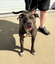 Shelter Stray Female Dog last seen Near BLOCK BARDSTOWN RD, 3528 Newburg Rd, Louisville, KY 40218, USA