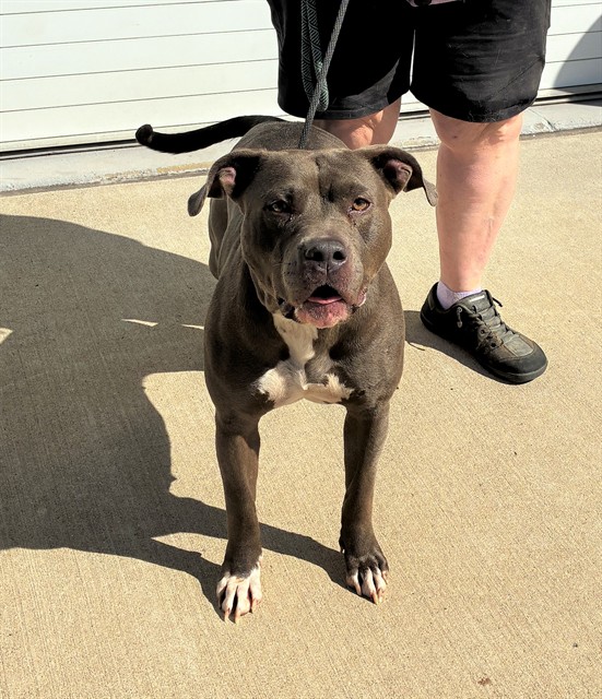 Shelter Stray Female Dog last seen Near BLOCK BARDSTOWN RD, 3528 Newburg Rd, Louisville, KY 40218, USA