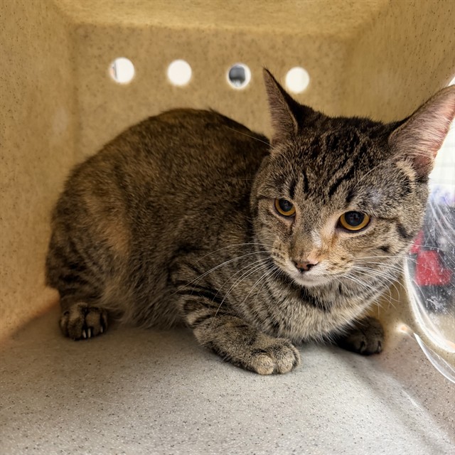 Shelter Stray Female Cat last seen , 38550 Sierra Hwy, Palmdale, CA 93550, USA
