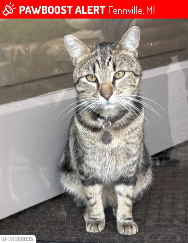 Lost Male Cat last seen Blue Star Blueberry , Fennville, MI 49408