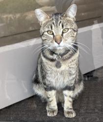 Lost Male Cat last seen Blue Star Blueberry , Fennville, MI 49408