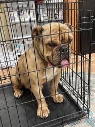 Found/Stray Male Dog last seen Corral Hollow, Tracy, CA 95304