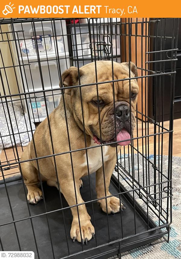 Found/Stray Male Dog last seen Corral Hollow, Tracy, CA 95304