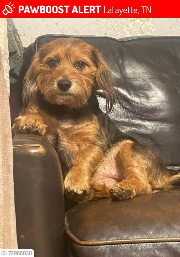 Lost Female Dog last seen Chaffin and Galen, Lafayette, TN 37083