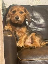 Lost Female Dog last seen Chaffin and Galen, Lafayette, TN 37083