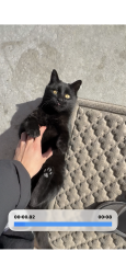 Lost Male Cat last seen West street and Macarthur, Wichita, KS 67215