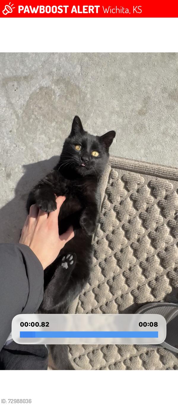 Lost Male Cat last seen West street and Macarthur, Wichita, KS 67215