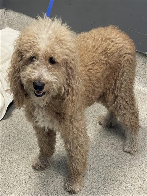 Shelter Stray Male Dog last seen Near BLOCK APALACHEE PKWY, TALLAHASSEE FL 32311, 1125 Easterwood Dr, Tallahassee, FL 32311, USA