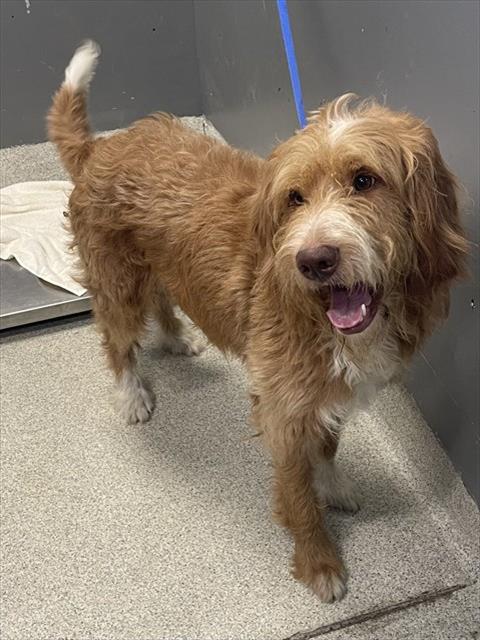 Shelter Stray Male Dog last seen Near BLOCK APALACHEE PKWY, TALLAHASSEE FL 32311, 1125 Easterwood Dr, Tallahassee, FL 32311, USA