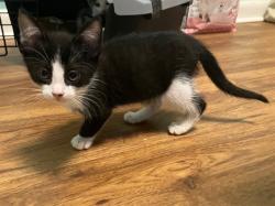 Shelter Stray Male Cat last seen Near BLOCK APACHE ST, TALLAHASSEE FL 32301, 1125 Easterwood Dr, Tallahassee, FL 32311, USA