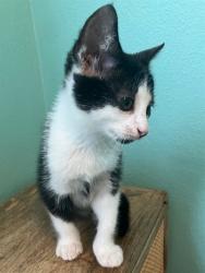 Shelter Stray Male Cat last seen Near BLOCK APACHE ST, TALLAHASSEE FL 32301, 1125 Easterwood Dr, Tallahassee, FL 32311, USA