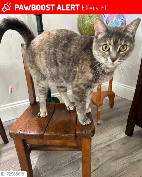 Lost Female Cat last seen Moog & Dove , Elfers, FL 34652