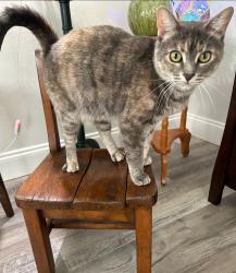 Lost Female Cat last seen Moog & Dove , Elfers, FL 34652