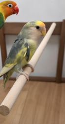 Lost Female Bird last seen aqueduct park, Modesto, CA 95356