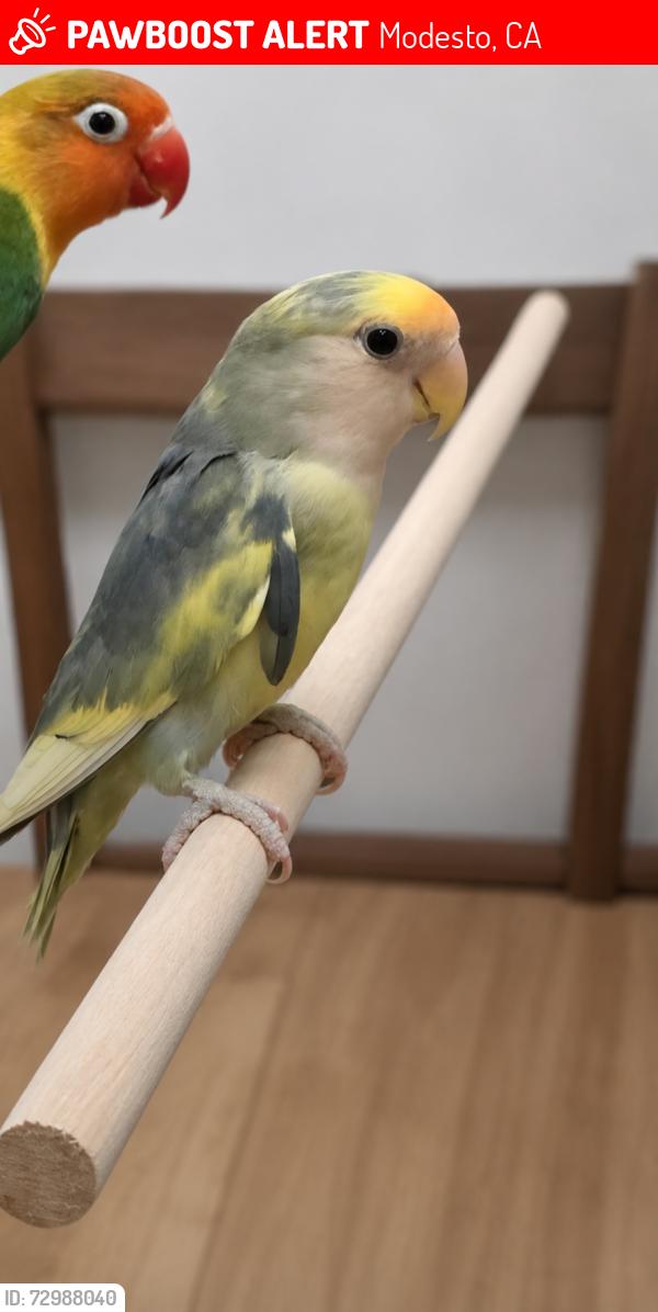 Lost Female Bird last seen aqueduct park, Modesto, CA 95356