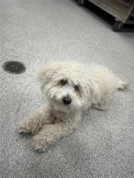 Shelter Stray Male Dog last seen RASHMI DR / S SOLVITA WAY, 9150 Union Park Way, Elk Grove, CA 95624, USA