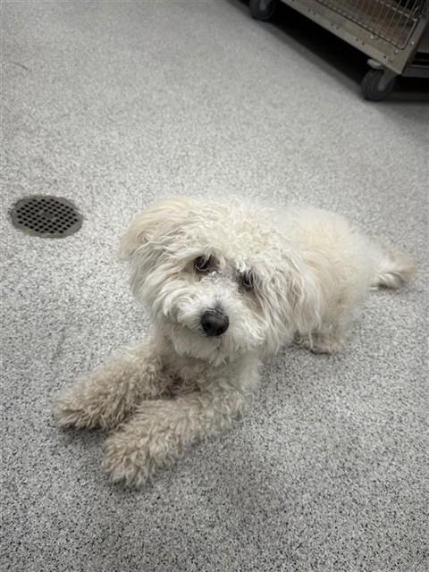 Shelter Stray Male Dog last seen RASHMI DR / S SOLVITA WAY, 9150 Union Park Way, Elk Grove, CA 95624, USA