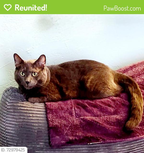 Reunited Male Cat last seen North Bedford St near Harmony liquors, East Bridgewater, MA 02333